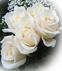 white_roses_3627.jpg